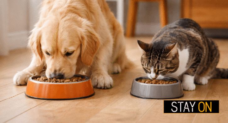 Alimentazione di cani e gatti: la guida completa per la salute del tuo animale domestico